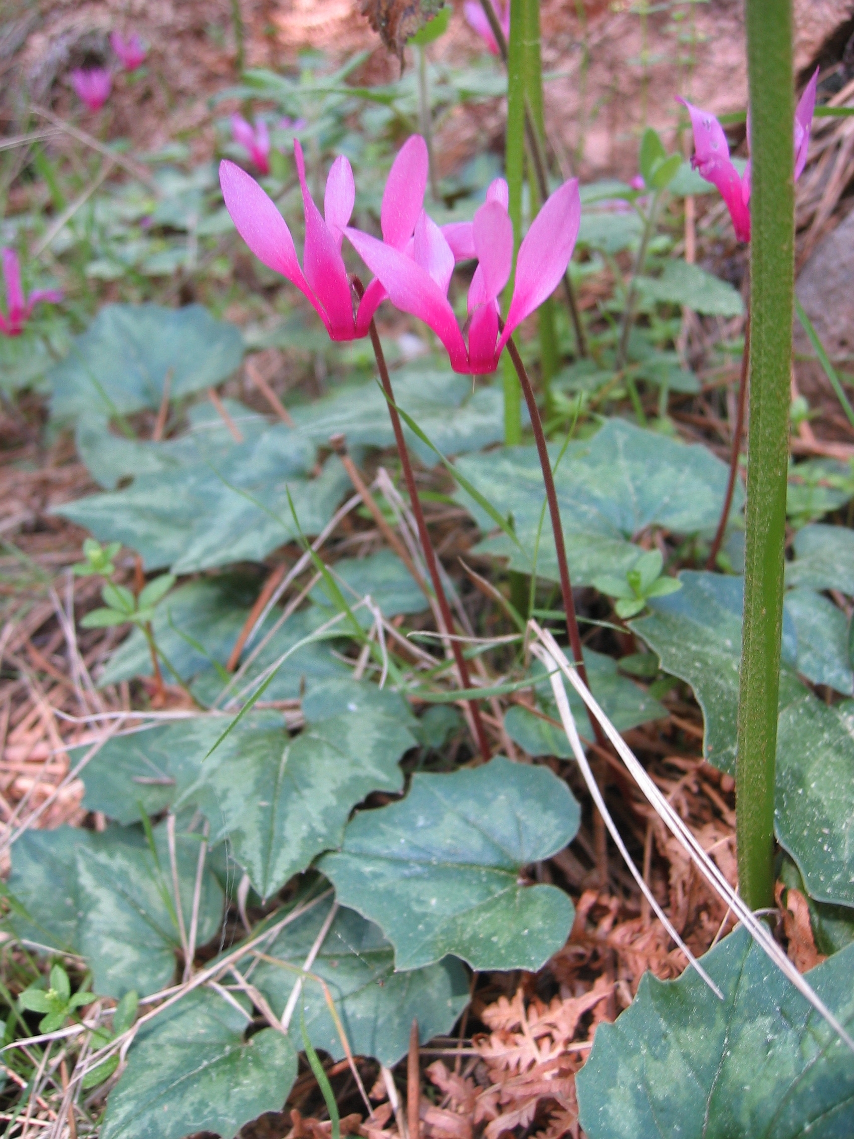 Cyclamen_repandum