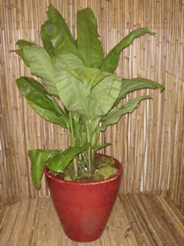 Cyclanthus bipartitus-vaso