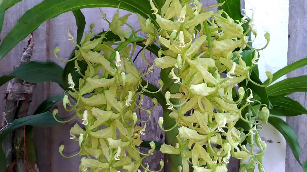 Cycnoches pentadactylon albino