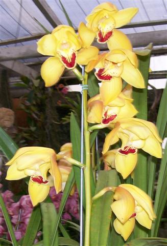 Cymbidium