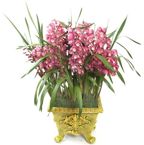 Cymbidium-1-4