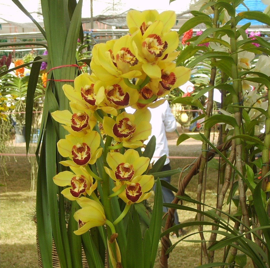 Cymbidium