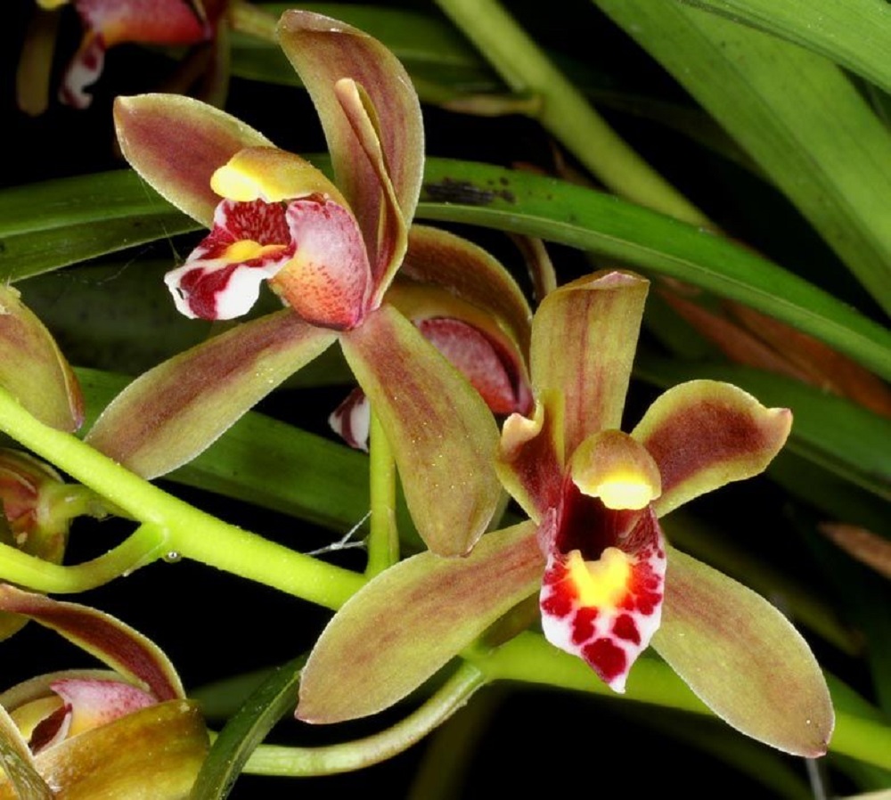 Cymbidium-Floribundum