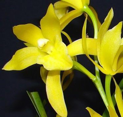 Cymbidium Goldem