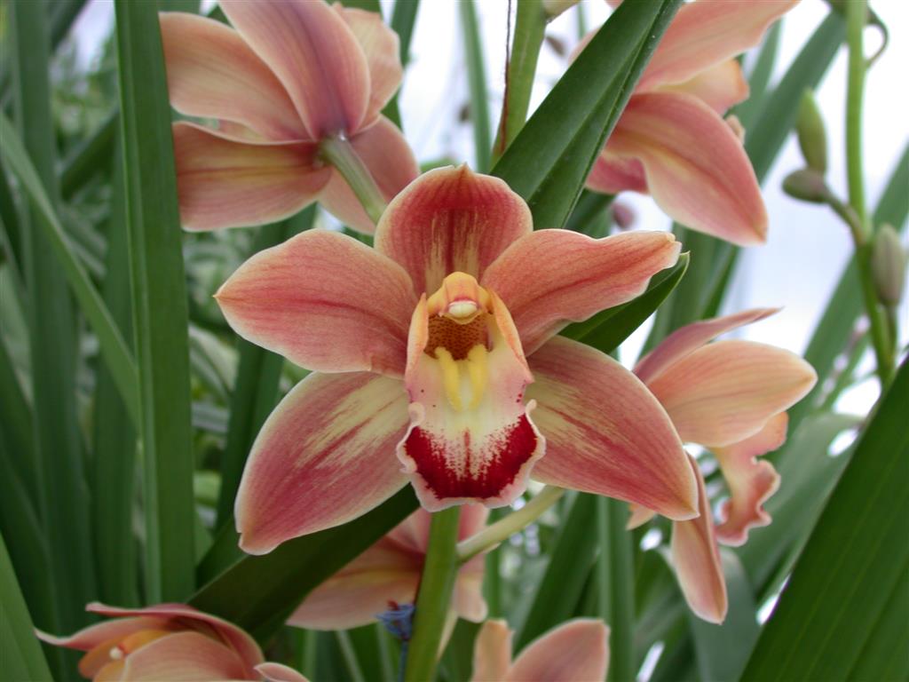 Cymbidium 