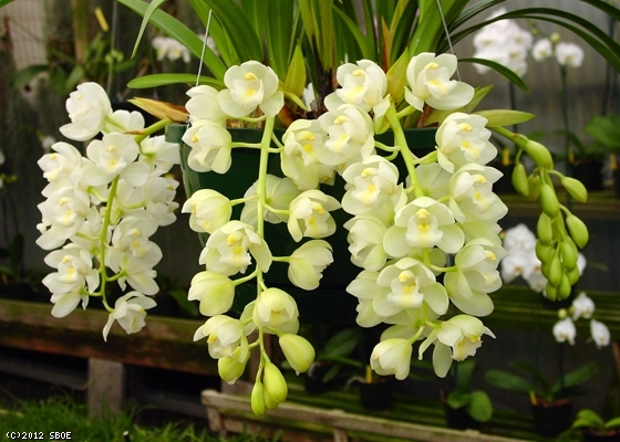 Cymbidium Mini Sarah 'Pearl Falls'