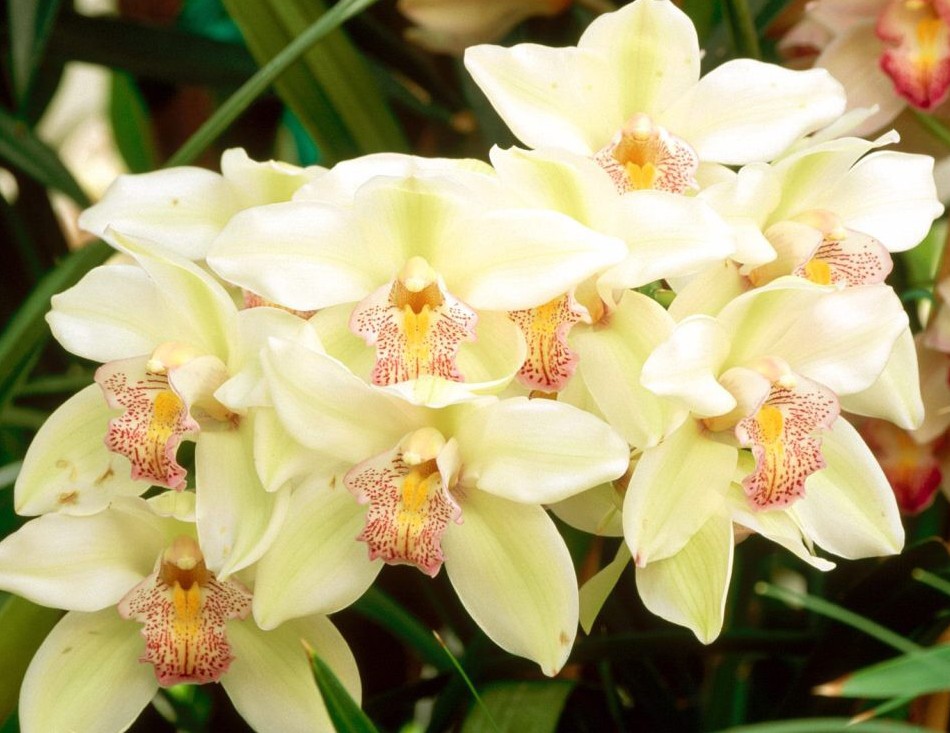 Cymbidium-Orchid