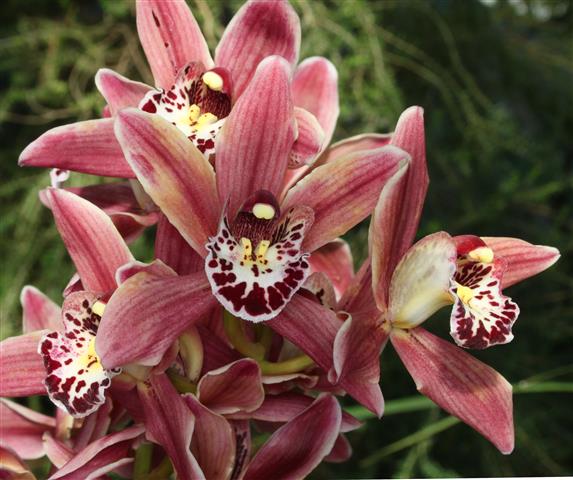 Cymbidium Pinafore