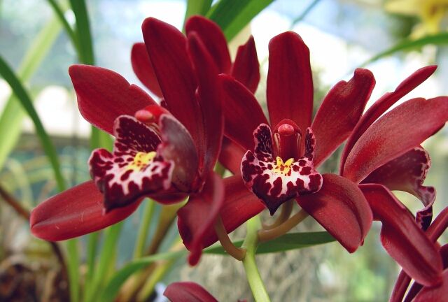 Cymbidium-Ruby