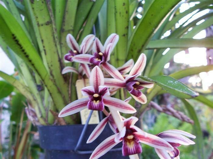 Cymbidium aloifolium