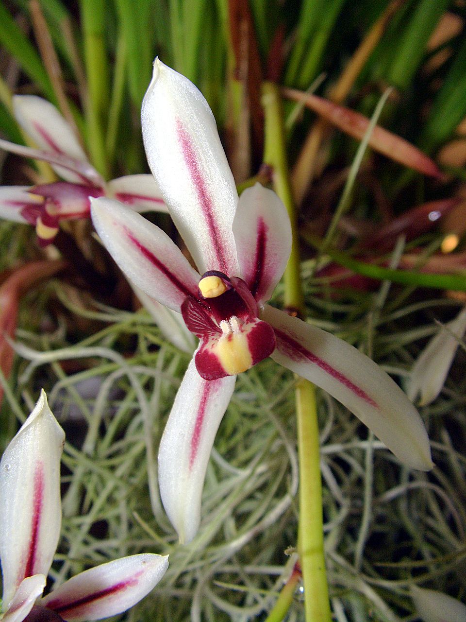 Cymbidium-dayanum