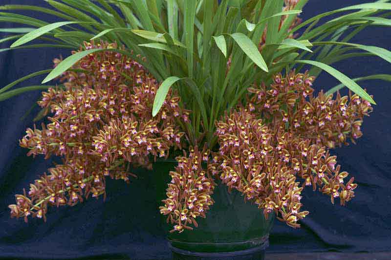 Cymbidium-floribundum