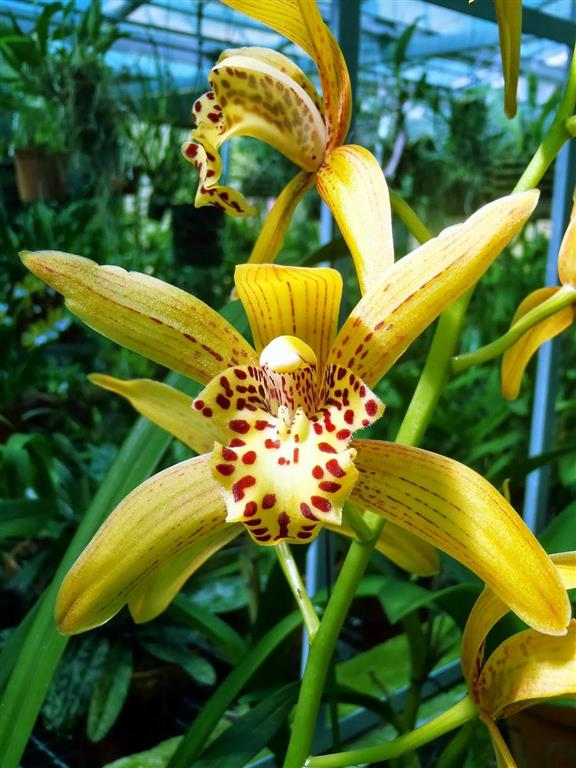 Cymbidium híbrido 