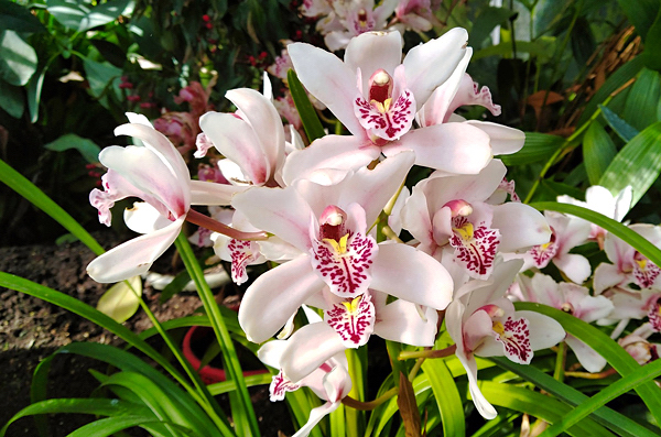 Cymbidium rosa