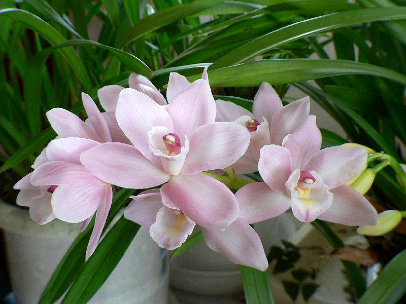 Cymbidium spp.