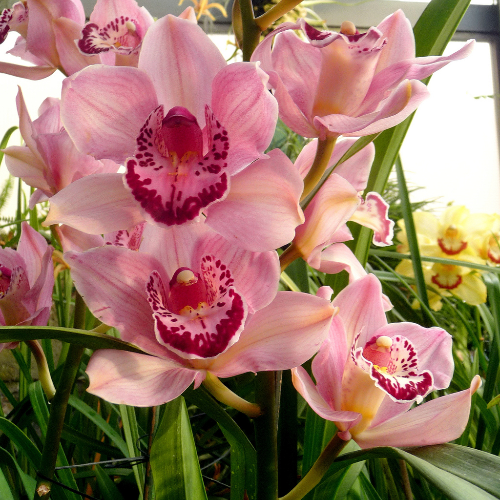 Cymbidium spp.1