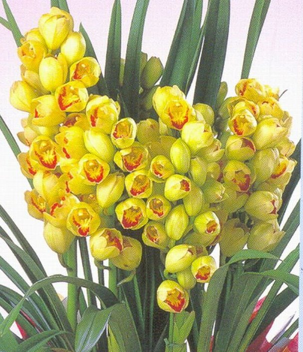 Cymbidium