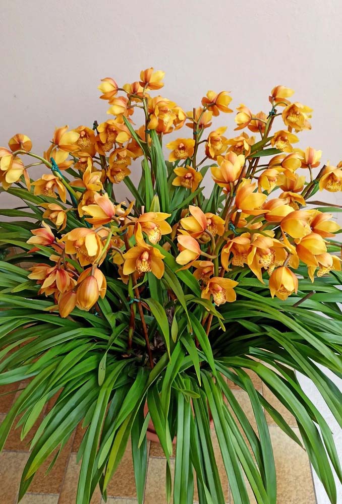 Cymbidium