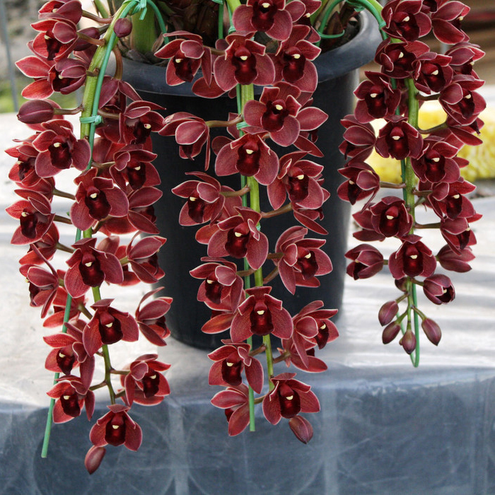 Cymbidium111