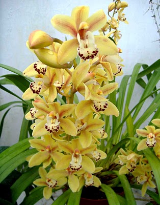 Cymbidium