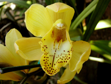 Cymbidium