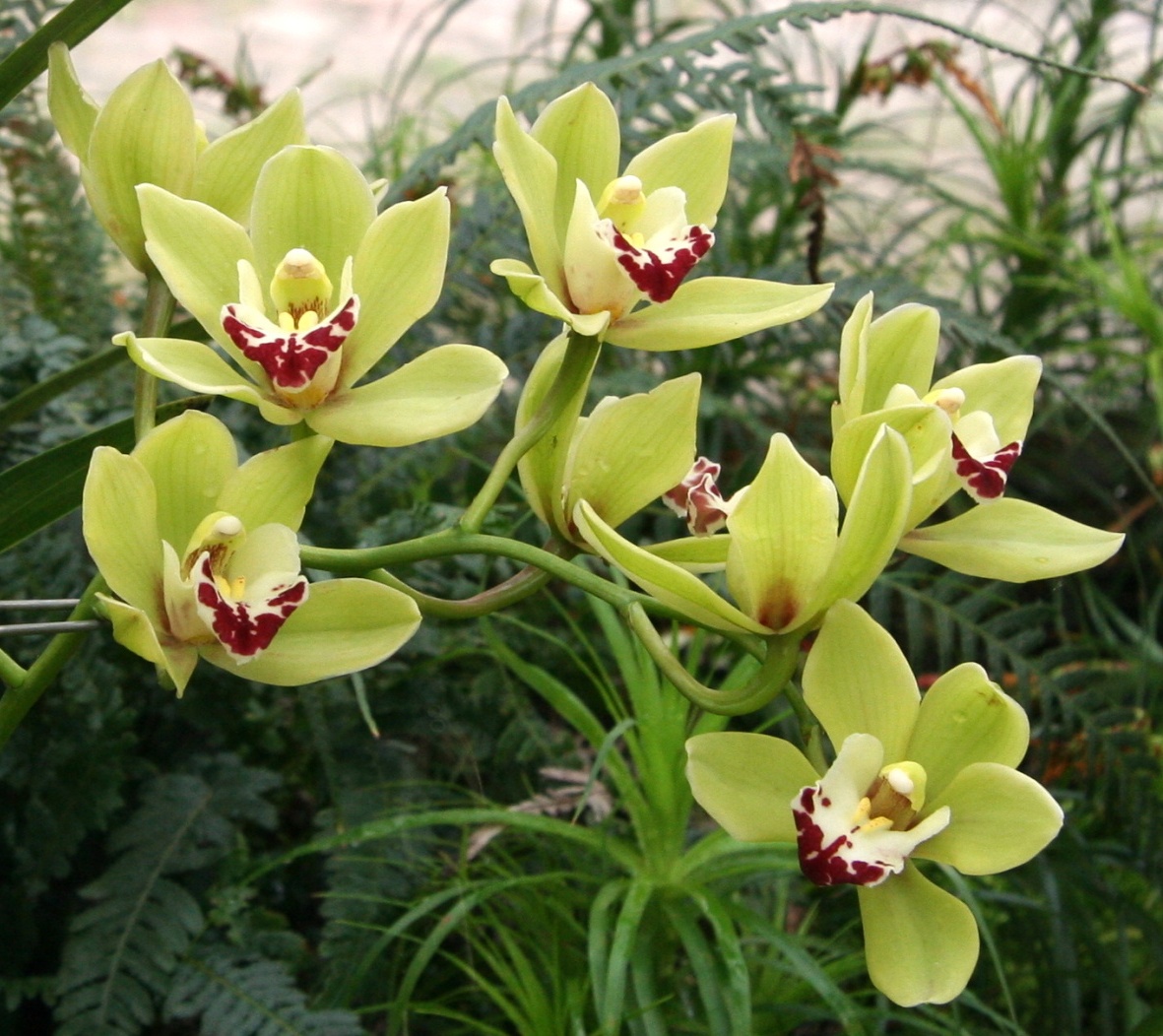 Cymbidium