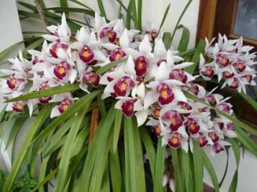 Cymbidium