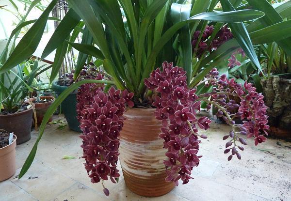 Cymbidium_Dorothy