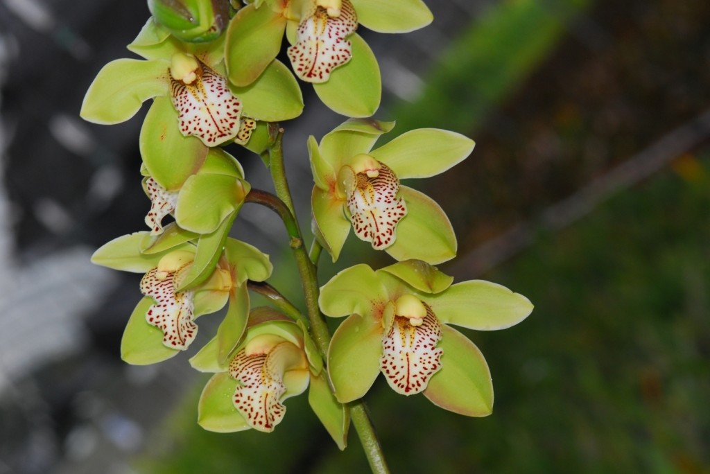 Cymbidium_Honey_Green