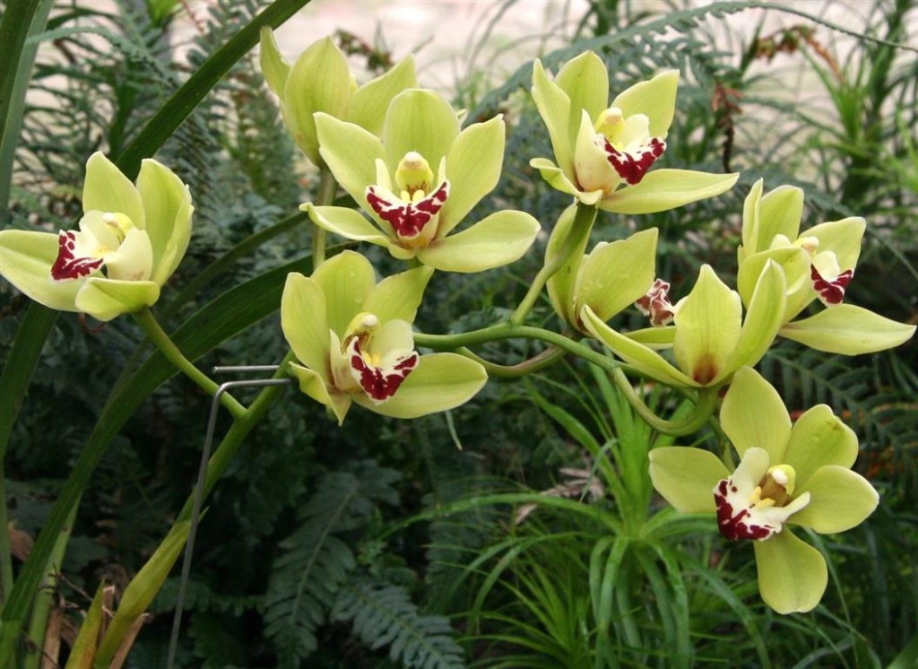 Cymbidium_insigne 