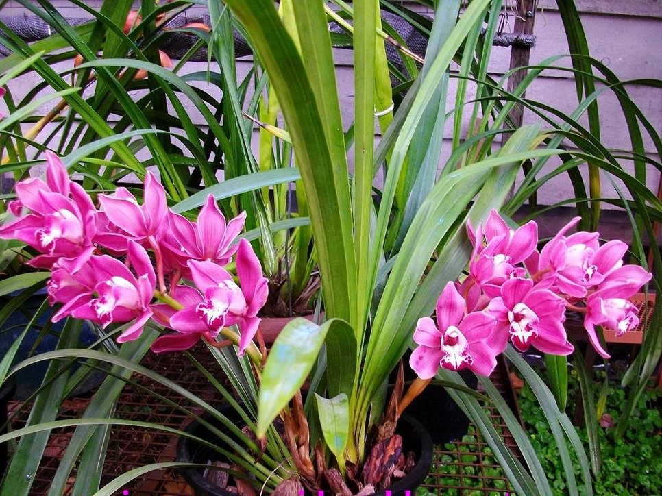 Cymbidium_pendulo_7x