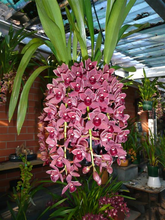 Cymbidium