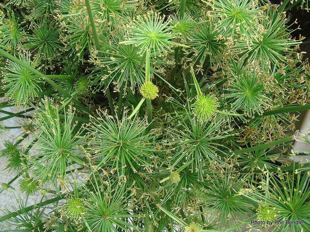 Cyperus Papyrus Nanus_1