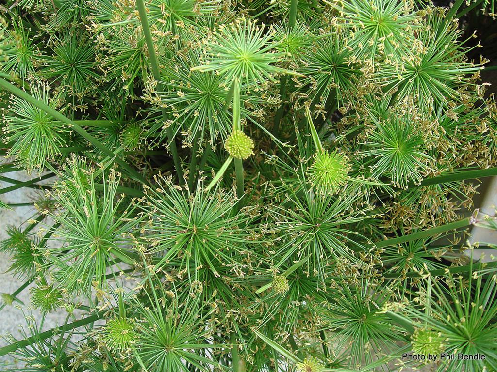 Cyperus Papyrus Nanus_1