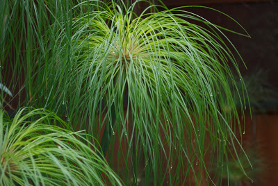 Cyperus giganteus