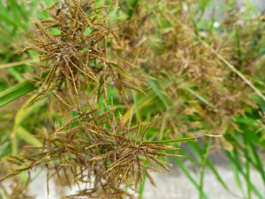 Cyperus rotondus