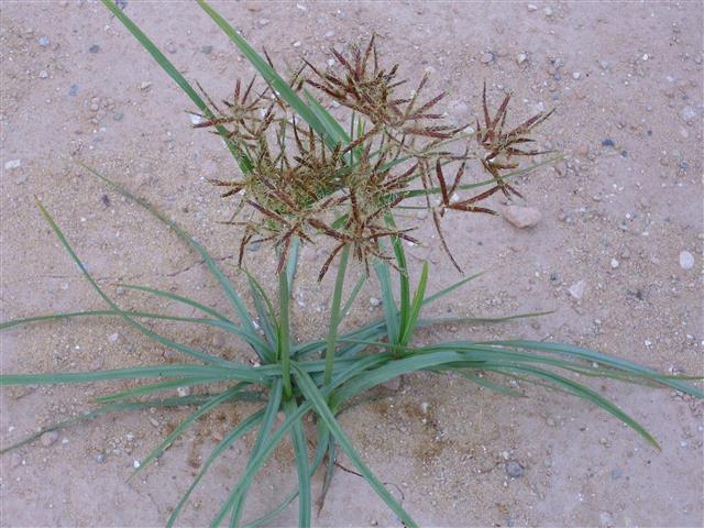 Cyperus rotundos)