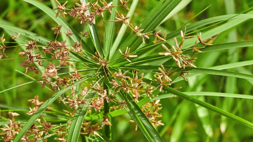 Cyperus rotundus