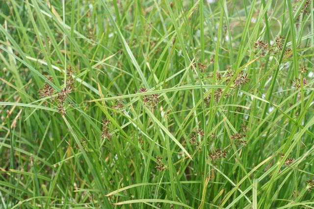 Cyperus_rotundus