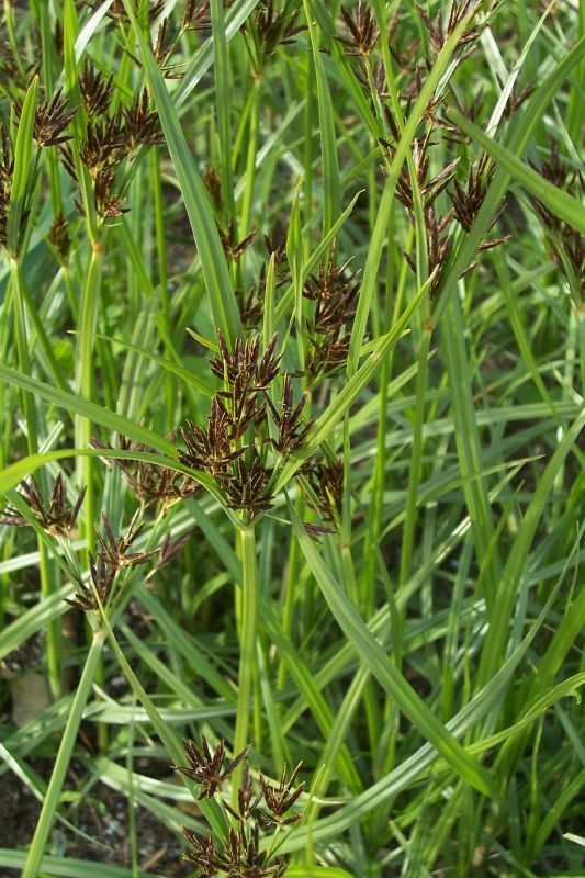 Cyperus_rotundus