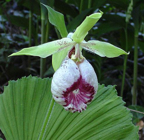 Cypripedium