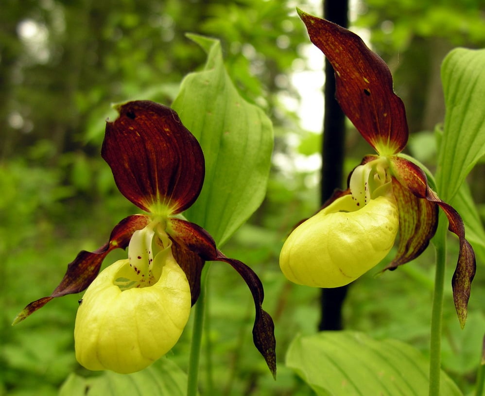 Cypripedium-calceolus