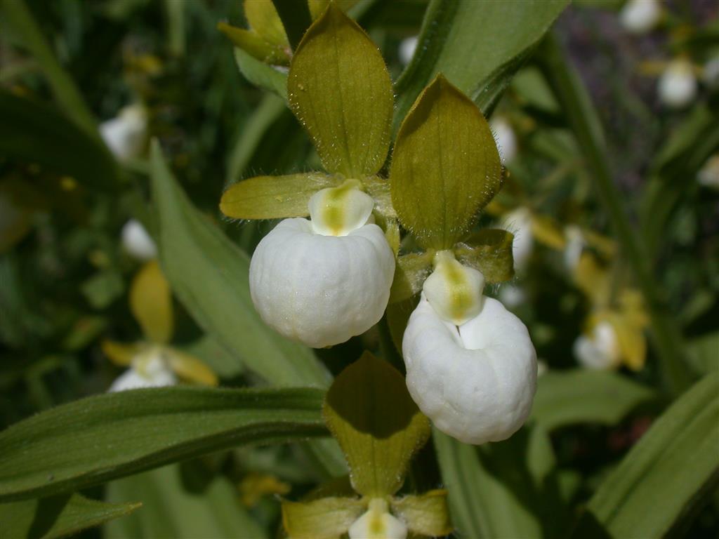 Cypripedium californicum 