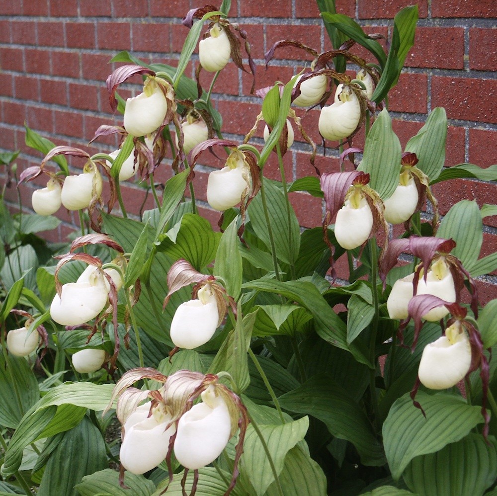 Cypripedium kentuckiens