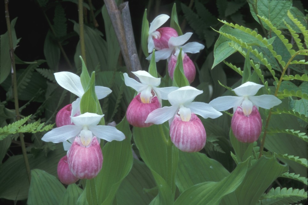 Cypripedium reginae walt