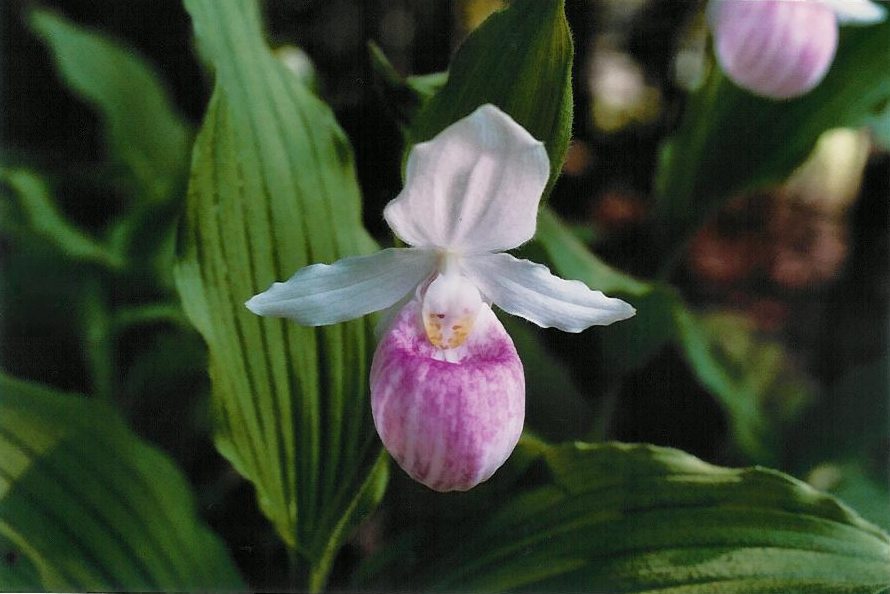 Cypripedium reginae