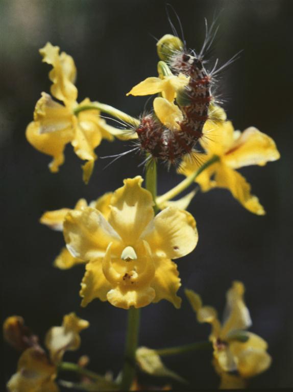 Cyrtopodium cristatum