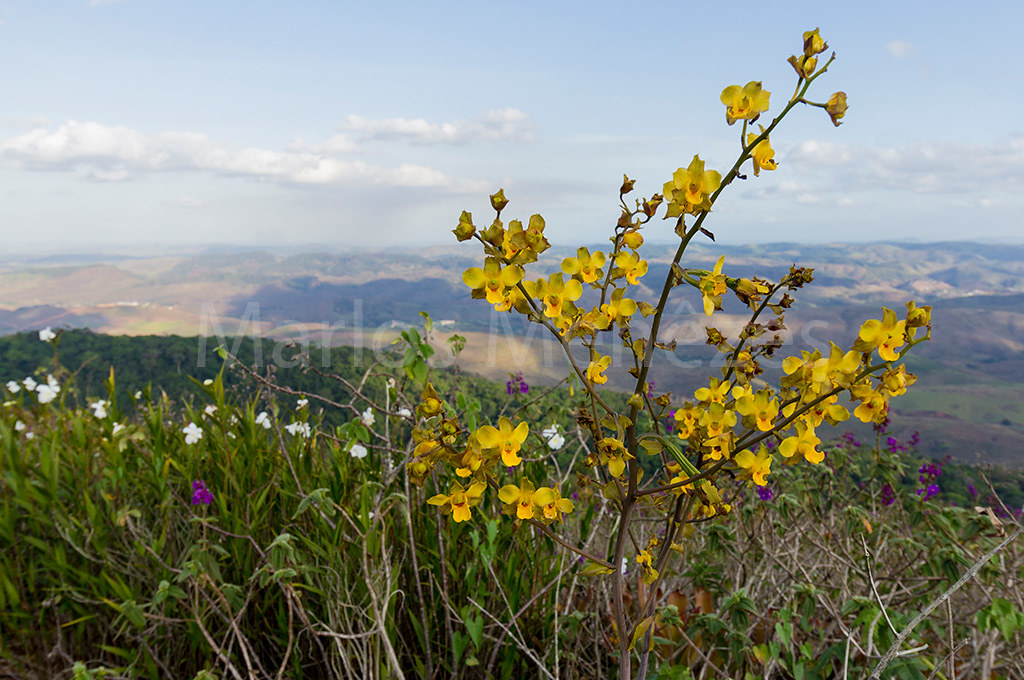 Cyrtopodium flavum