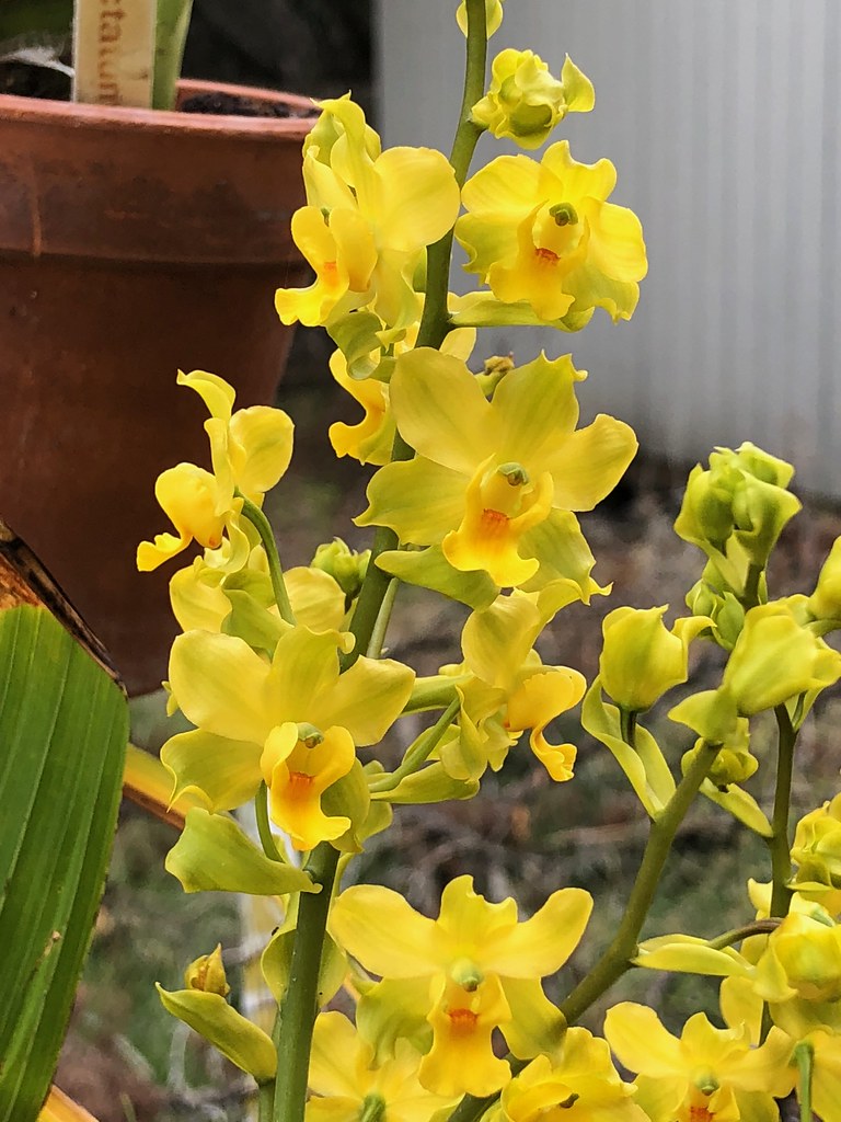 Cyrtopodium flavum1