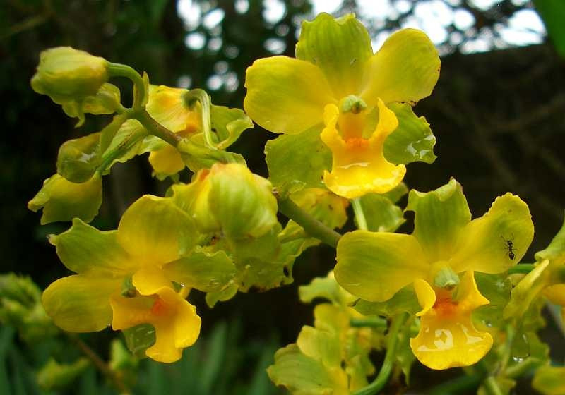 Cyrtopodium polyphyllum